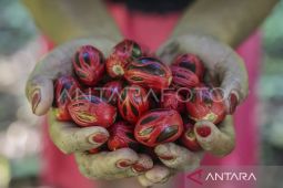 Maluku jadikan industri kelapa dan pala dukung hilirisasi pertanian