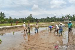 Distan Mukomuko targetkan tanam padi seluas 3.400 hektare