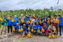 Sinergi Wilmar dan Poktan dorong ekonomi desa lewat budidaya jagung