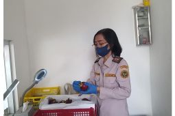 Jelang Imlek, pengiriman manggis dari Bali ke Tiongkok meningkat