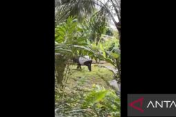 Tapir dan Harimau muncul ke pemukiman warga di Labura
