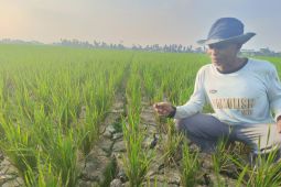 Irigasi tidak dialiri air, ratusan hektar sawah di Sei Rampah  terancam gagal panen