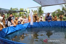 BUMDes di Pariaman manfaat MBG dengan budidaya puluhan ribu lele