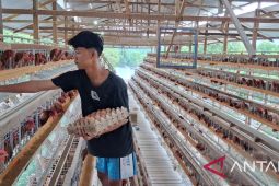 Pimpinan DPRK Aceh Tamiang dorong warga kembangkan UMKM ayam petelur