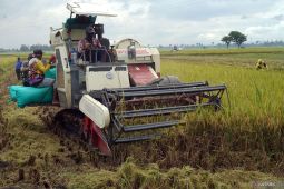 Jasa mesin pemanen padi di Tulungagung