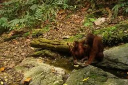 Kebun binatang Jepang dan Indonesia kolaborasi lestarikan orangutan