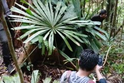 SAR gabungan cari pekerja hilang di hutan Berau