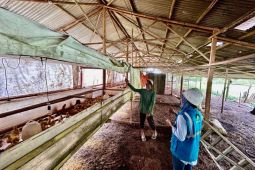 Lebih dari 390 ribu pelanggan manfaatkan program Electrifying Agriculture dan Marine PLN hingga 2025