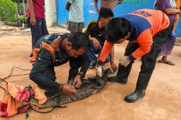 BPBD Bintan evakuasi seekor buaya terjerat alat pancing