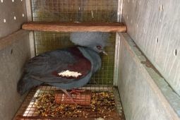 Kemenhut amankan pedagang 24 ekor jenis burung dilindungi di Sulut