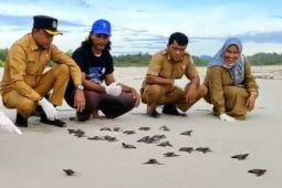 DKP Simeulue lepas liarkan 200 tukik
