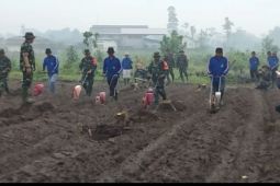 Jaga ketahanan pangan, TNI tanam jagung di Puncu Kabupaten Kediri