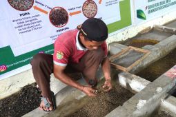 Madiun kembangkan budi daya maggot atasi sampah organik pasar