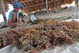 Building Indonesia's seaweed research hub in Ekas Bay