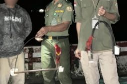 BKSDA Maluku amankan dua ekor burung nuri maluku dari kapal di Pelabuhan Banda