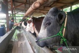 Bumdes di Bekasi kembangkan penggemukan ternak sapi perkuat ketahanan pangan