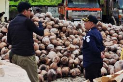 Kelapa bulat asal Natuna jadi komoditas primadona