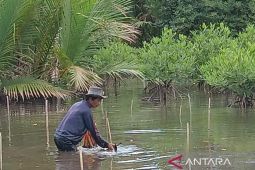 Kolaborasi Lingkungan PT Agincourt Resources, Mangrove di Pesisir Tapteng tumbuh 29 Hektare