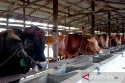 Kementan bidik investasi peternakan skala besar dengan populasi 200 ribu ekor sapi di Kalteng
