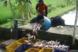 Harga ikan patin turun jelang Ramadhan