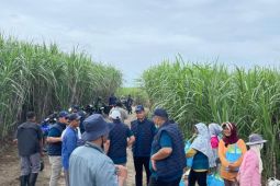 PT SGN MKSO Kebun Dhoho maksimalkan produksi untuk swasembada
