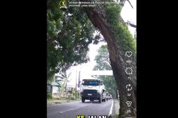 Pohon Mahoni Miring di Cipageran, Ketua DPRD Jabar: Nyawa Warga Terancam!