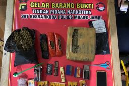 Polisi di Jambi gagalkan peredaran 1,4 Kg ganja di kawasan transmigrasi Sungai Bahar