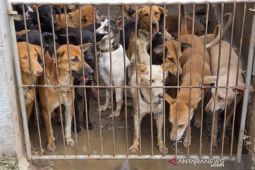 DPRK minta Pemko Banda Aceh tertibkan anjing liar yang mulai resahkan warga