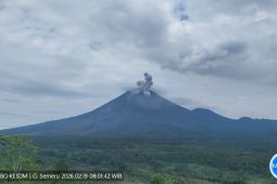 Mount Semeru erupts, ash plume rises 800 meters