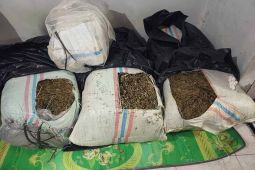 Polda Aceh gagalkan peredaran 50 kilogram ganja di Bireuen