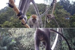 BAP: Strategi konservasi Agincourt Resources sudah memenuhi prinsip hierarki mitigasi