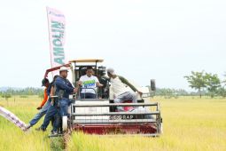 Pemkab Sidenreng Rappang gelar panen raya padi gunakan mesin pertanian modern