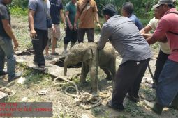 BBKSDA Riau selamatkan anak gajah terperosok ke dalam tangki septik.