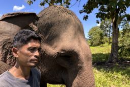Ekosistem gajah berubah pascabencana Sumatera
