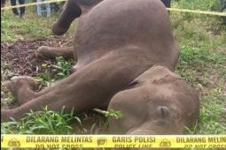 Kemenhut melaporkan kematian gajah diduga akibat kawat listrik di Aceh