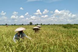 Kalsel bangun lumbung pangan di empat kabupaten