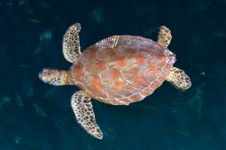 YKAN-Coral Triangle lindungi penyu di Kepulauan Derawan