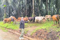 Pemprov Kalsel perkuat program swasembada daging