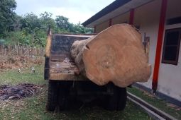 Kemenhut tetapkan tersangka pembalakan liar di Cagar Alam Napabalano