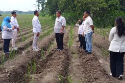 PT SGN MKSO Kebun Dhoho siapkan 5.805,59 hektare untuk tanaman tebu