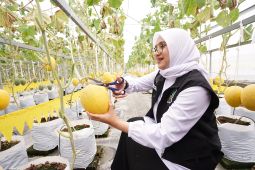 Banyuwangi dorong warganya kembangkan pertanian melon hidroponik