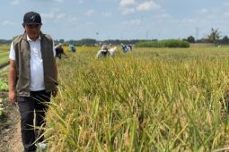 Bulog Sumut: Penyerapan gabah dari petani meningkat secara periode