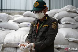Barantin Jambi tolak 40 ton kacang tanah impor asal Malaysia, ini penyebabnya