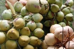 Kelapa muda  jadi menu favorit warga Malut untuk buka puasa
