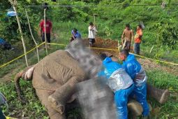 BKSDA lapor polisi terkait kematian gajah tersengat listrik