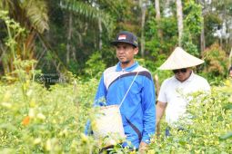 PT Timah perkuat sektor pertanian dukung ketahanan pangan nasional