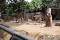 Farhan fokus menyelamatkan empat aspek utama dalam penataan Bandung Zoo