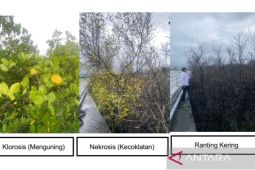 Logam berat dan minyak sebabkan mangrove mati di Bali