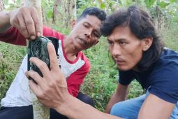 BKSDA Sumbar pasang 6 kamera jebak untuk pantau kemunculan harimau di Agam