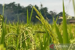 Kuningan Targetkan Surplus Beras Naik 10 Persen di 2026, Stok Pangan Aman!